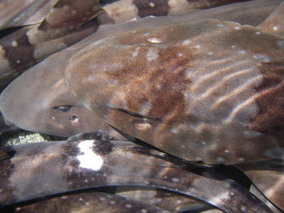 ../images/50_sharks.jpg