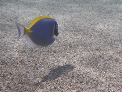 ../images/53_bluefish.jpg