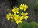 01_yellow