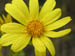 02_yellow