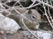 10_squirrel