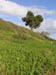 13_tree