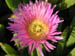 14_iceplant
