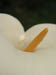18_calla