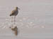 19_godwit