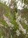 29_flowers