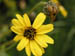 33_yellow