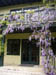 40_wisteria