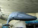 41_whale