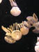 42_jellyfish