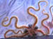 43_brittlestar