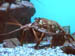 44_lobster