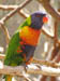 45_lorikeet