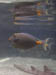 52_triggerfish