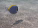 53_bluefish