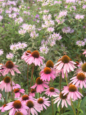 ../images/04_coneflowers.jpg