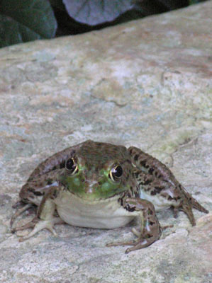 ../images/14_froggie3.jpg