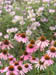 04_coneflowers