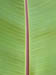 12_leaf