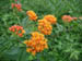 15_orange_wildflower