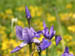 52_irises