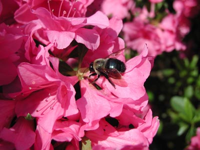 ../images/03_happybee.jpg