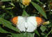 25_orangetip