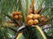 1_coconut_tree