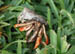 1_land_crab