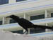 2_great-tailed_grackle