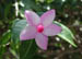 3_pink_alamanda