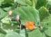 4_hummingbird