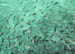 5_fish_feeding