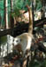 5_furry_animal