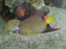 angelfish