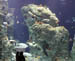 big_tank