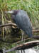 blue_heron