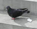 pigeon