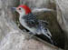 redbellied_wood