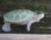 white_turtle