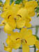 yellow_bloom