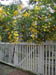 yellow_cascade