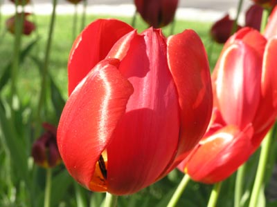 ../images/10_tulips.jpg