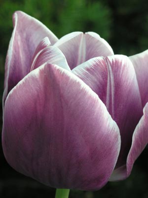 ../images/24_tulip.jpg