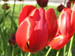 10_tulips
