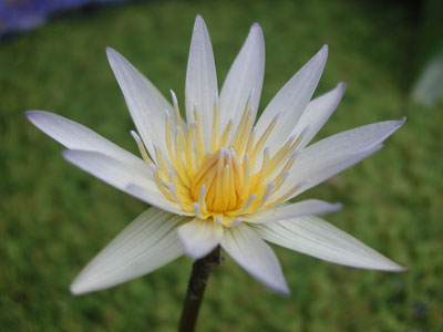 ../images/water_lily.jpg