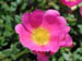 portulaca