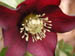 hellebore_close