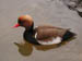 red_crested_polcher