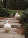 white_geese